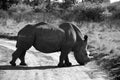 A black and white landscape photo of a African white rhino bull marks his territory in defense position. Royalty Free Stock Photo