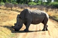 A black and white landscape photo of a African white rhino bull marks his territory in defense position. Royalty Free Stock Photo