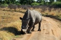 A black and white landscape photo of a African white rhino bull marks his territory in defense position. Royalty Free Stock Photo