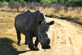 A black and white landscape photo of a African white rhino bull marks his territory in defense position. Royalty Free Stock Photo