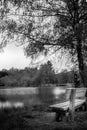 Black and white landscape of a quiet moment at the lake in a forest