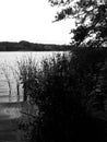 Black and white landscape of the reeds and the lake Royalty Free Stock Photo