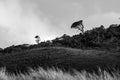 Black and White Landscape of a Windswept Tree on a Rolling Mountain Hilltop Royalty Free Stock Photo