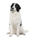 Black and white Landseer dog, sitting Royalty Free Stock Photo