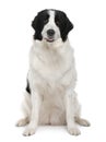 Black and white Landseer dog, sitting Royalty Free Stock Photo