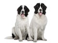 Black and white Landseer dogs, sitting Royalty Free Stock Photo