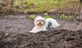 Black and white lap dog Royalty Free Stock Photo