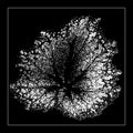 Black and White Large Begonia Leaf