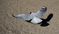 A Laughing gull (Leucophaeus atricilla) coming in to land with a shadow on the ground. Antofagasta, Chile. Royalty Free Stock Photo