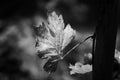 Black and white leaf in autumn fall at a vineyard Israel Royalty Free Stock Photo