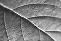 Black and white leaf detailed texture. Green leaf texture. Nature floral background. Organic botanical beauty macro closeup Royalty Free Stock Photo