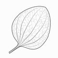 Black and white leaf of plantain for painting models