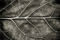 Black and white leaf rugged surface structure extreme macro closeup photo as natural texture background Royalty Free Stock Photo