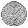 Black And White Leaf Skeleton Detailed Veins Nature Royalty Free Stock Photo
