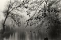 Black and white leaves above the misty lake. Misty forest. Fog Royalty Free Stock Photo