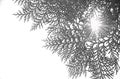 Black and white leaves and branches of Orientali Arborvitae with sunburst
