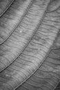 Black and white leaves with detailed lines