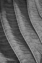 Black and white leaves with detailed lines