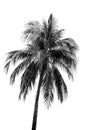 Black and white Leaves of palm,coconut tree isolated on white background Royalty Free Stock Photo