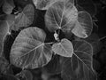 Black and white leaves top view, Nature wallpaper