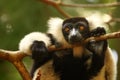 Black and white lemur