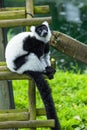 Black and white lemur, close-up, animal welfare concept