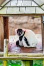 Black and white lemur, close-up, animal welfare concept Royalty Free Stock Photo