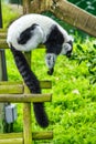 Black and white lemur, close-up, animal welfare concept Royalty Free Stock Photo