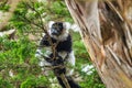 Black and white lemur, close-up, animal welfare concept Royalty Free Stock Photo
