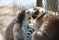 A black and white ring-tailed lemur looking ahead as he holds a piece of fruit, strepsirrhine nocturnal primates