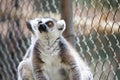 A black and white lemur looking up, strepsirrhine nocturnal primates