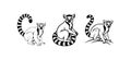 Black and White Lemur Madagascar Wildlife Sketch Royalty Free Stock Photo