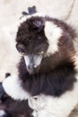 Black and white lemur on rock