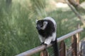 black and white lemur Ruffed Varecia variegata variegata in open zoo area Royalty Free Stock Photo