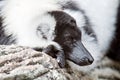 Black and white lemur Vari ruffed lemur in the forest of zoo Royalty Free Stock Photo