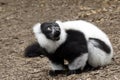 Black and white lemur vari Royalty Free Stock Photo