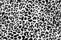 Black and white leopard skin pattern