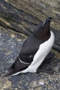 A Lesser Auk in a bird colony in Orkney, Scotland.