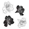 Black and white Lilies and alstroemeria line set isolated on white background.
