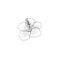 Black and white line art decoration of flower with leaves.  Vector isolated clipart. Minimal monochrome hand drawing botanical Royalty Free Stock Photo