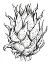 Black and white line art illustration of a dragon fruit, isolated on a white background. Royalty Free Stock Photo