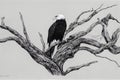 Bald Eagle Perched on Tree Branch. Generative AI Royalty Free Stock Photo