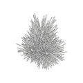 White line drawing of a cluster of pine needles detailed and Royalty Free Stock Photo