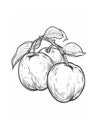 Black and white line drawing of a cluster of three round fruits with leaves