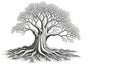 A black and white line drawing of an old weathered tree with thick gnarled roots and sturdy trunk featuring detailed branches with Royalty Free Stock Photo