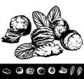 Black and white line drawing of Shea butter fruit.