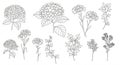 Black and white line drawings of various flowers, including clusters resembling Royalty Free Stock Photo