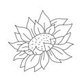 Black and white line sunflower bud. Outline botanical hand drawn illustration isolated on white background for coloring Royalty Free Stock Photo