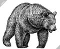 Black and white linear paint draw bear vector illustration