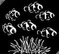 Black and white linear paint draw clown fish illustration art Royalty Free Stock Photo